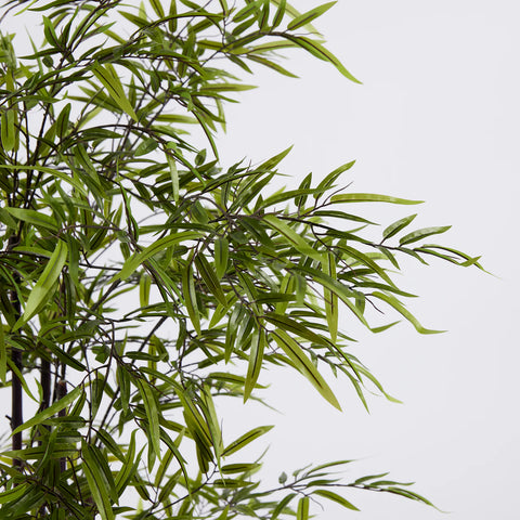 EDG Enzo De Gasperi Pianta Bamboo con vaso H 150 cm Verde Scuro