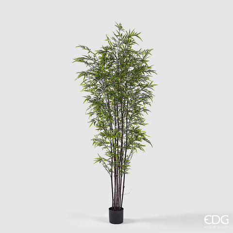 EDG Enzo De Gasperi Pianta Bamboo con vaso H 210 cm