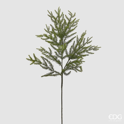 Edg Enzo De Gasperi CRYPTOMERIA RAMO L.84 C4
