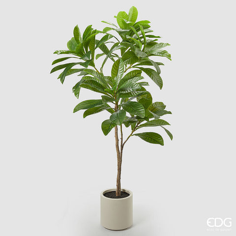 EDG Enzo De Gasperi Pianta Artificiale Elaeocarpus  X2 con Vaso H175 cm