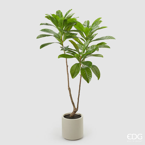 EDG Enzo De Gasperi Pianta Artificiale Elaeocarpus  X2 con Vaso H160 cm