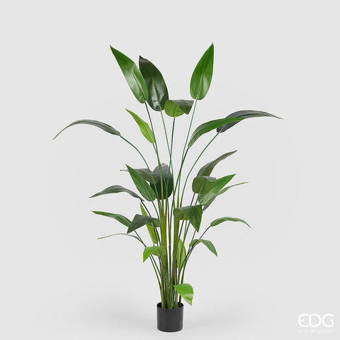 EDG Enzo De Gasperi Pianta Strelitzia x26 con vaso h 184