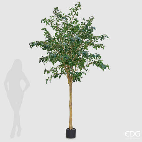 EDG Enzo De Gasperi Pianta Ficus Beniamino con vaso h 280