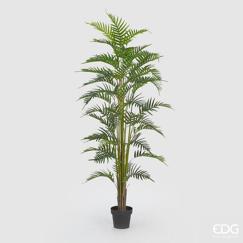 EDG Enzo De Gasperi Pianta Palma Areca con Vaso H180 cm (45FG)