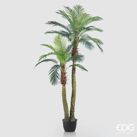 EDG Enzo De Gasperi Pianta Palma Areca X2 con Vaso H250 cm (30FG)