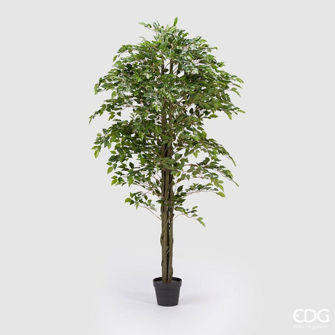EDG Enzo De Gasperi Ficus Beniamin Chic Con Vaso H180
