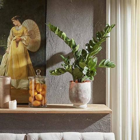 EDG Enzo De Gasperi pianta con vaso Zamifolia 9 rami h90 cm