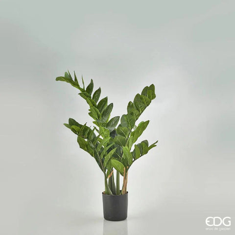 EDG Enzo De Gasperi pianta con vaso Zamifolia 9 rami h90 cm