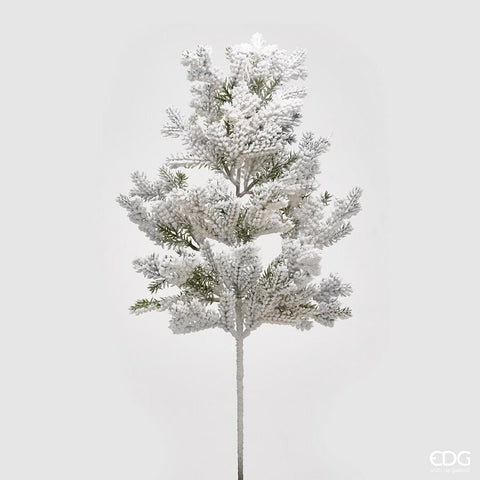 Edg Enzo De Gasperi PINO SUPERNEVE RAMO H66 (NEW) C0