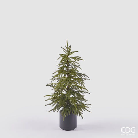 EDG ENZO DE GASPERI CRYPTOMERIA CON VASO H.90