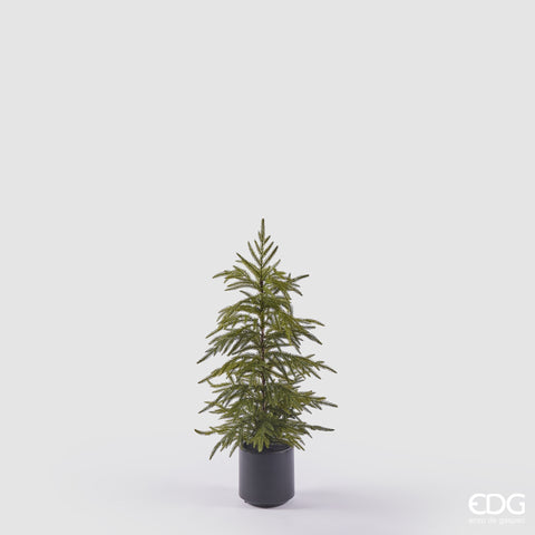 EDG ENZO DE GASPERI CRYPTOMERIA CON VASO H.79