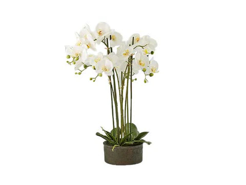 EDG Enzo De Gasperi Orchidea Phalaenopsis Real 6 fiori H72 cm BIANCO
