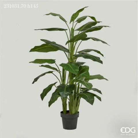 EDG Enzo De Gasperi pianta con vaso Calla h145 cm