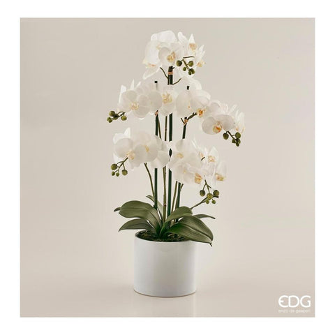 EDG Enzo De Gasperi  ORCHIDEA PHAL.PIANTA X5 C/VASO H 65 CM BIANCO