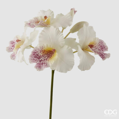 EDG Enzo De Gasperi Orchidea cattl.duke X4 + 2 BOCC H43 Bianco