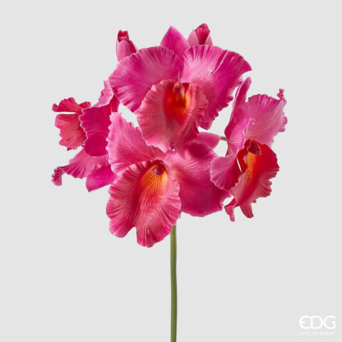 EDG Enzo De Gasperi Orchidea cattl.duke X4 + 2 BOCC H43 FUXIA
