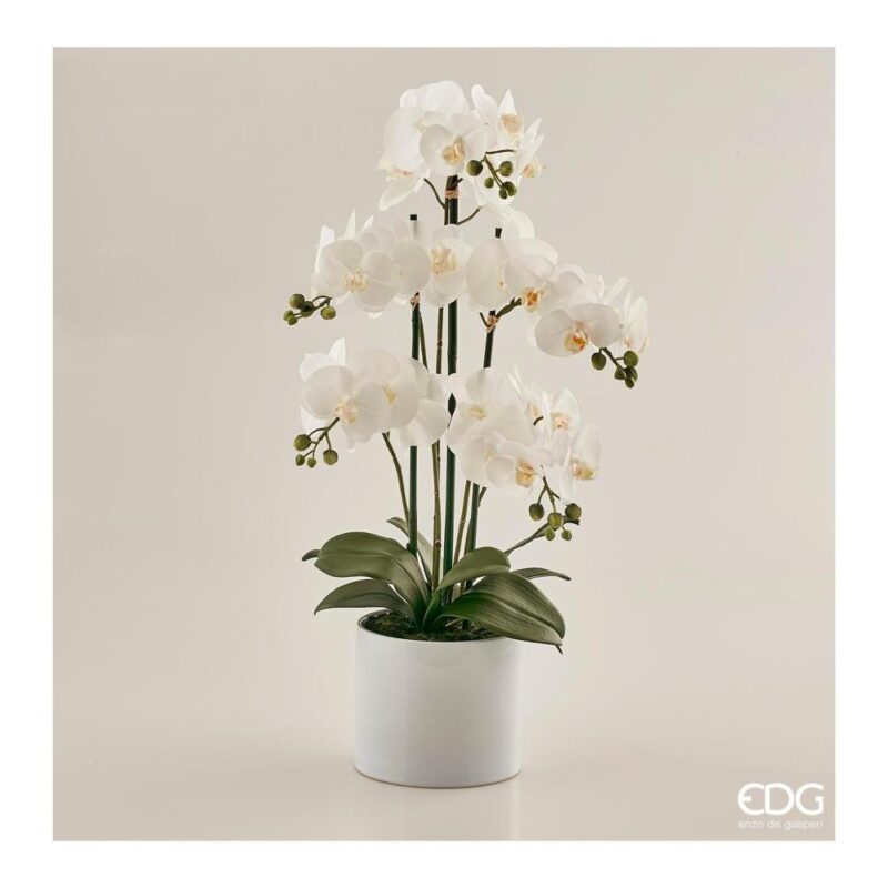 EDG Enzo De Gasperi  ORCHIDEA PHAL.PIANTA X5 C/VASO H 65 CM BIANCO